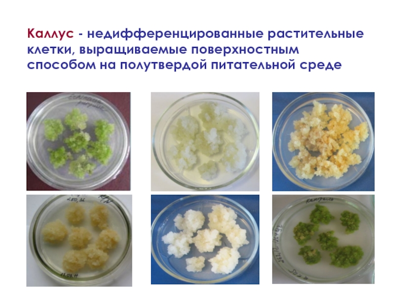 Каллусная ткань презентация