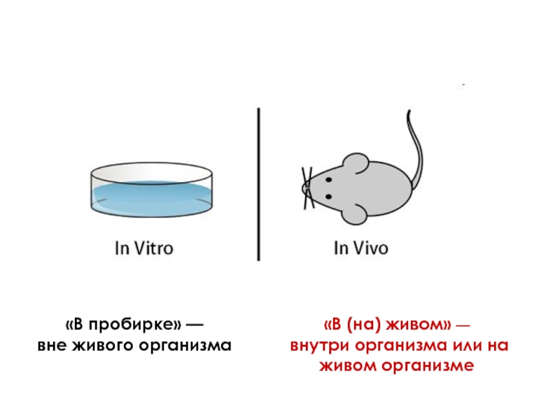 In vivo. In vivo и in vitro что это такое. Животные in vivo и in vitro клеточные культуры животных. ?Vivo vitro in vivo что это. Клетки ин Виво и ин Витро.