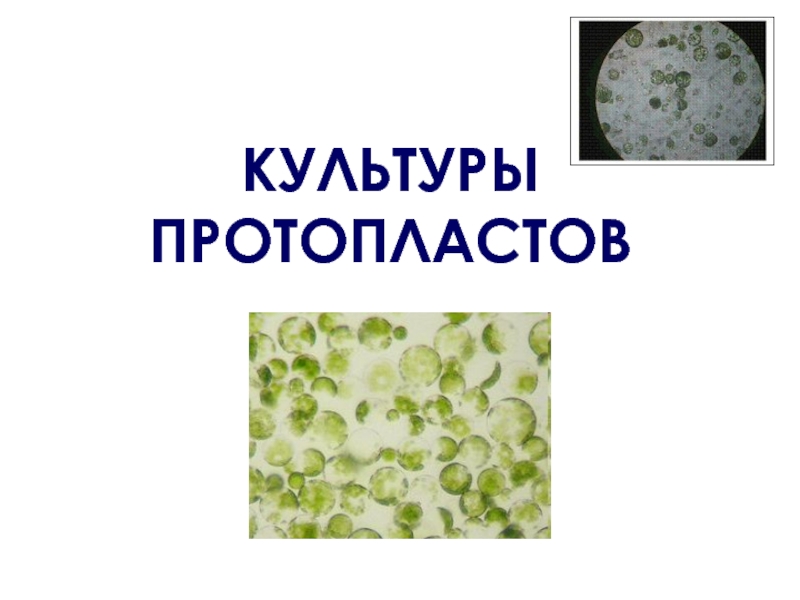 Протопласт. Культура протопластов клеток растений. Культура изолированных протопластов. Изолированные Протопласты. Культура протопластов в биотехнологии.