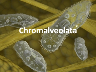 Chromalveolata. Царство Alveolata. Динофитовые водоросли