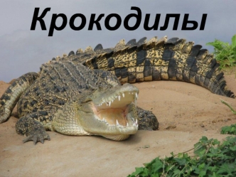 Крокодилы