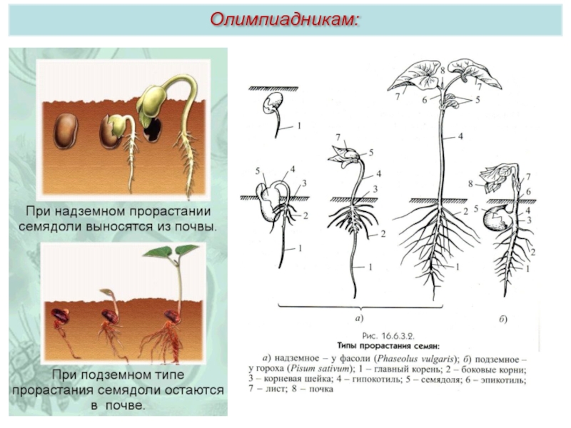 Прорастание семядольных листьев. Отметьте на рисунке корешок и семядольные листья. Семядольные листья конопли. Плод семя цветок ВПР.