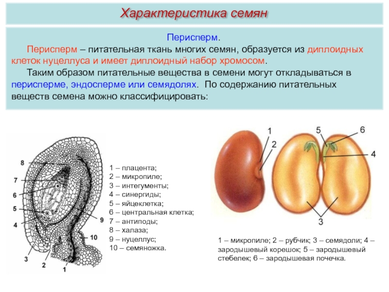 Простейшие огэ биология. Семена двудольных растений с эндоспермом. Семена с эндоспермом и без эндосперма. Строение семян двудольных без эндосперма. Строение семян запасающая ткань.
