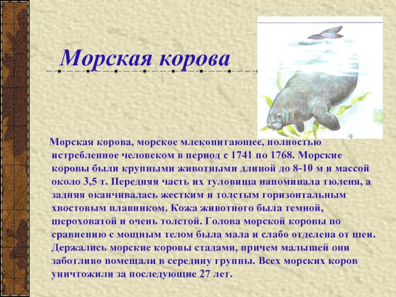 Презентация морская корова