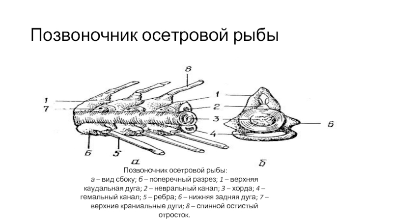 Спинной хрящ осетровых рыб используемый обычно как начинка для пирога