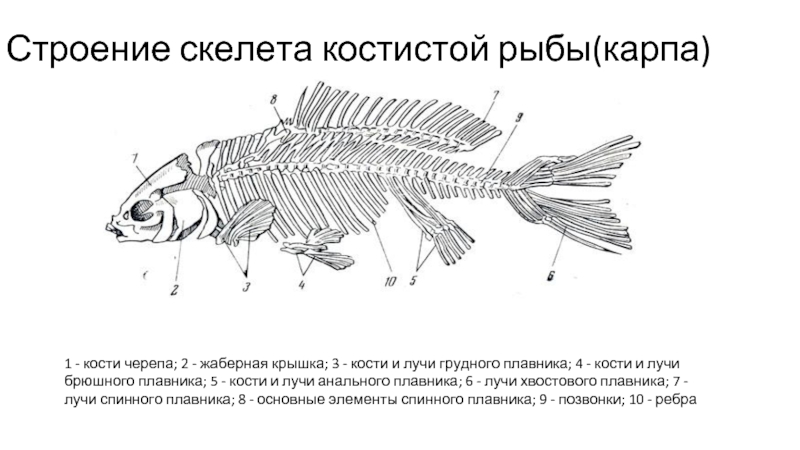 Схема строения черепа костистой рыбы