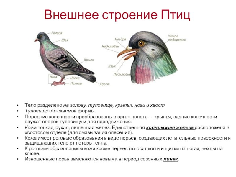 Реферат: Птицы (отряд: голуби, голенастые, дятлы)