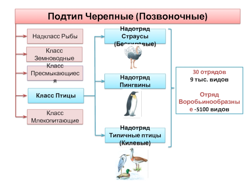 Систематика позвоночных животных схема