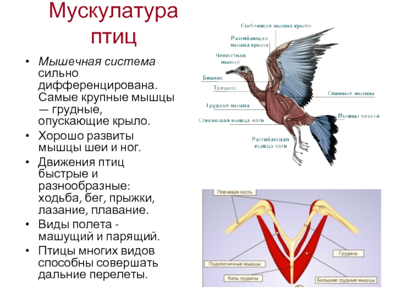 Покров класса птицы. Птицы в движении. Мышцы птиц. Мышечная система птиц. Мускулатура птиц.