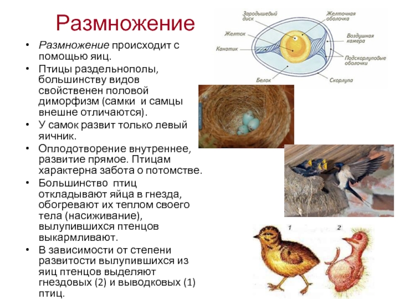 Птицы половая. Размножение и развитие птиц. Оплодотворение у птиц. Вид оплодотворения у птиц. Внутреннее оплодотворение у птиц.