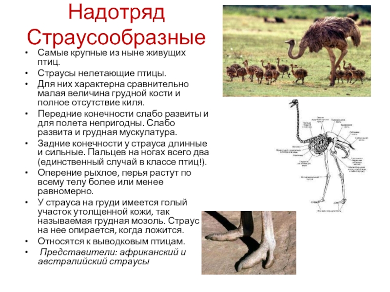 Отсутствие киля. Строение задних конечностей страуса. Страусообразные характерные признаки. Надотряд Страусообразные. Надотряд страусовые общая характеристика.