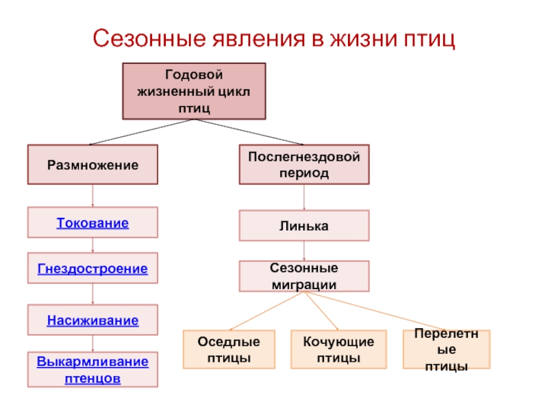 Годовой жизненный цикл млекопитающих схема