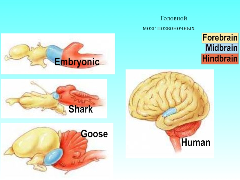 Сравнение мозгов позвоночных. Отделы мозга позвоночных. Головной мозг позвоночных. Головной мозг позвоночных животных. Мозг позвоночных сравнение.