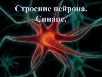 Строение нейрона. Синапс