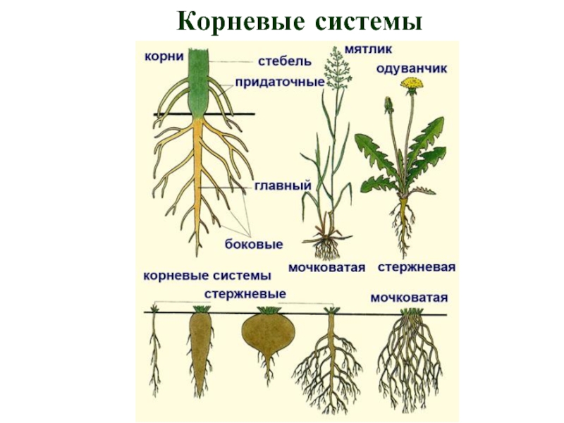 В корневой системе отсутствуют придаточные корни. Корни растений типы. Корневая система растений схема. Типы корневых систем у растений.