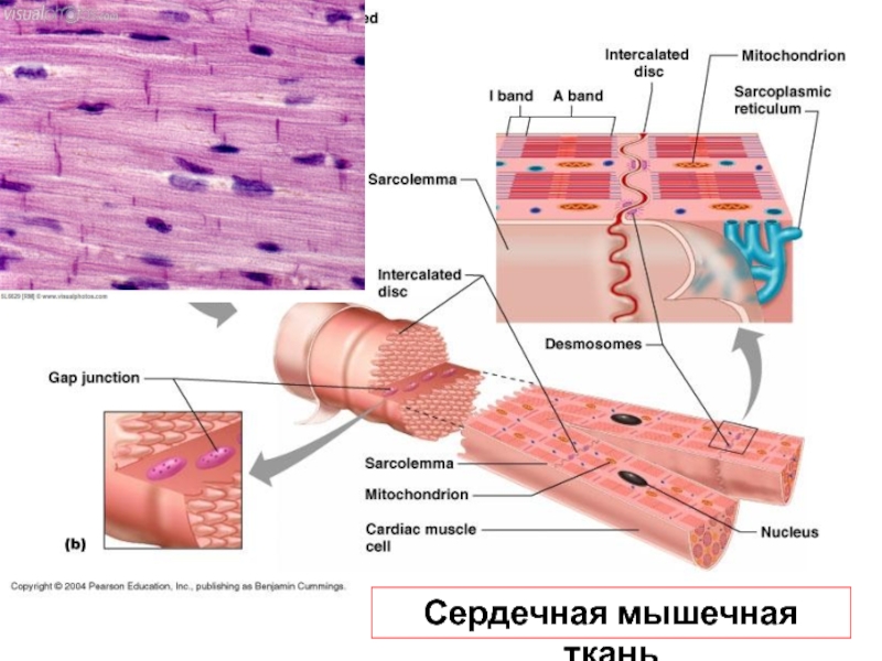 Гладкая мышечная ткань препарат