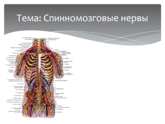 Спиномозговые нервы