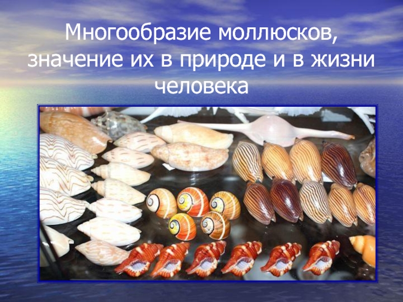 Значение моллюсков в природе и жизни человека. Моллюски в жизни человека. Моллюски в природе и жизни человека. Роль моллюсков в природе.