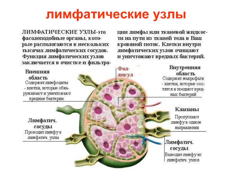 Лимфоузлы у человека картинка