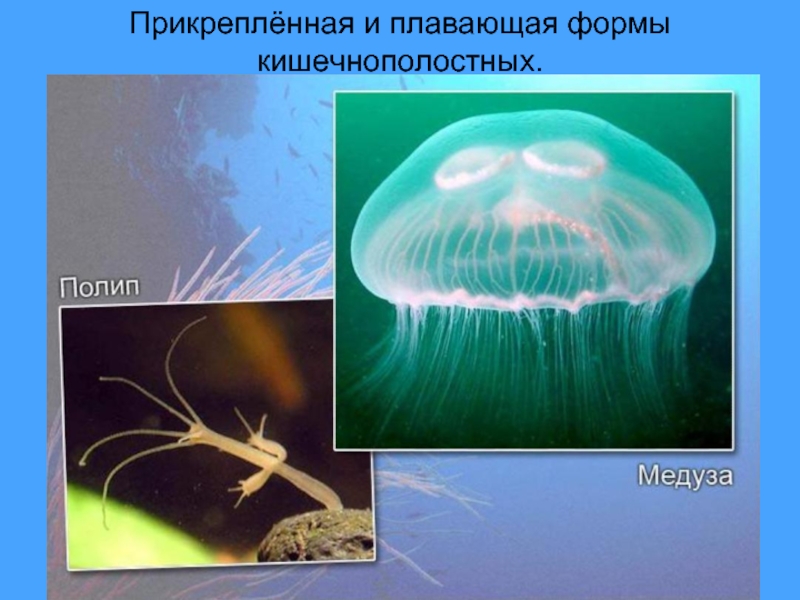 Группы организмов кишечнополостные. Кишечнополостные медузы. Кишечнополостные полипы и медузы. Гидроидные медузы и полипы. Образ жизни полипы и медузы.