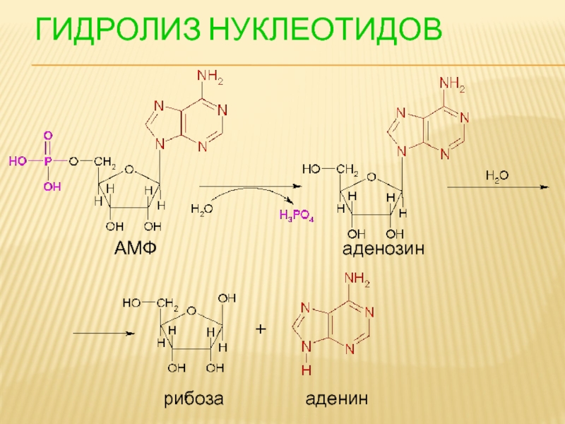 Амины гидролиз. Аденозин 5 монофосфат гидролиз. Аденозин 3 фосфат кислотный гидролиз. Щелочной гидролиз нуклеотидов. Схема гидролиза нуклеотидов.