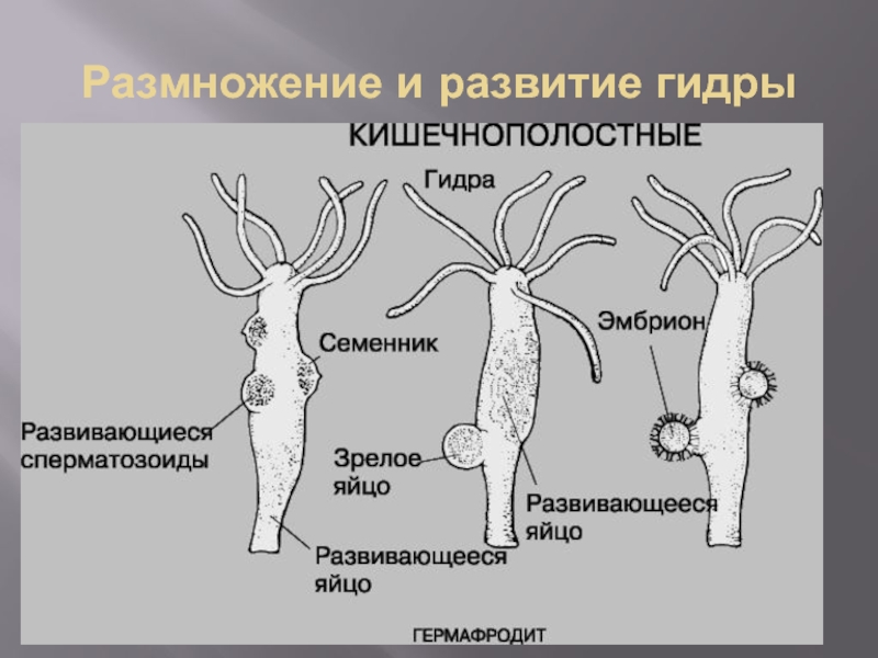 Бесполое размножение кишечнополостных происходит