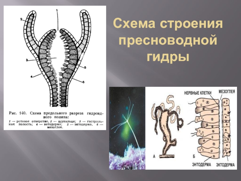 Пресноводная гидра строение. Мезоглея у гидры. Схема строения пресноводной гидры. Строение гидры мезоглея. Схема строения пресноводной гидры рис 35.