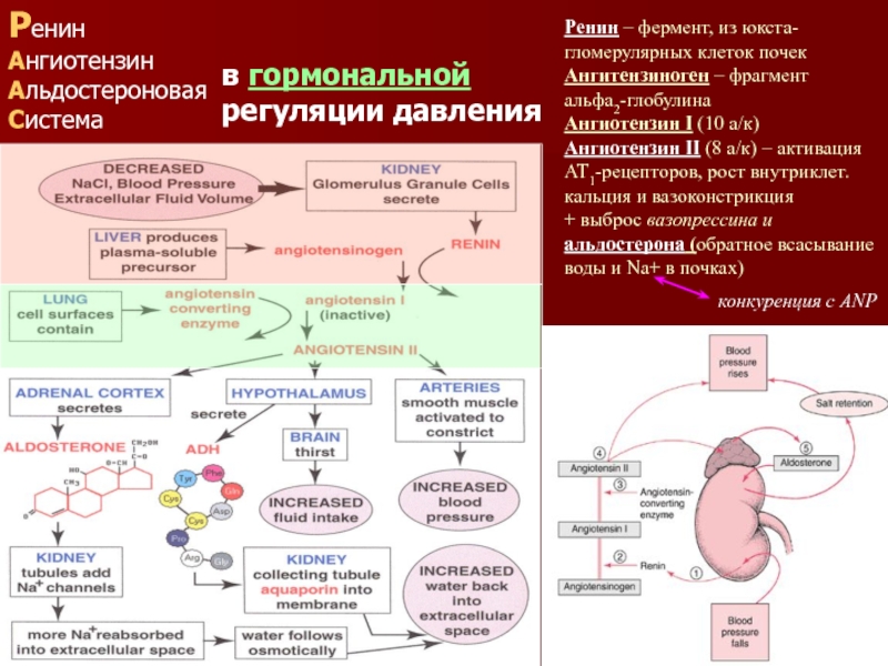 Ренин ангиотензиновая система схема