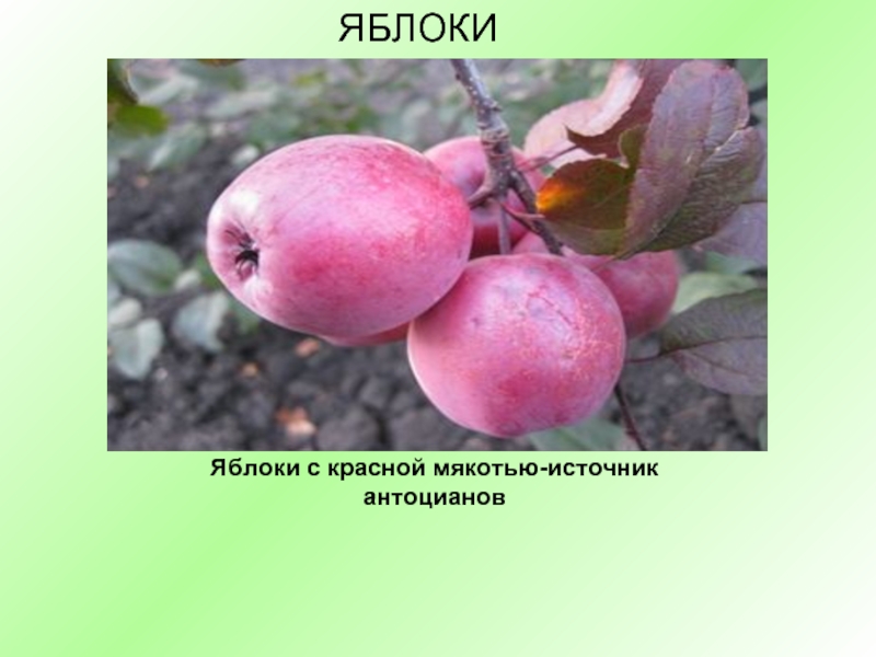Яблоки с красной мякотью-источник антоциановЯБЛОКИ