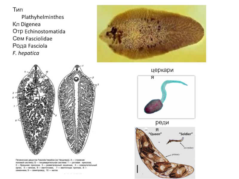 Тип PlathyhelminthesКл DigeneaОтр EchinostomatidaСем FasciolidaeРода FasciolaF. hepaticaцеркарияредия