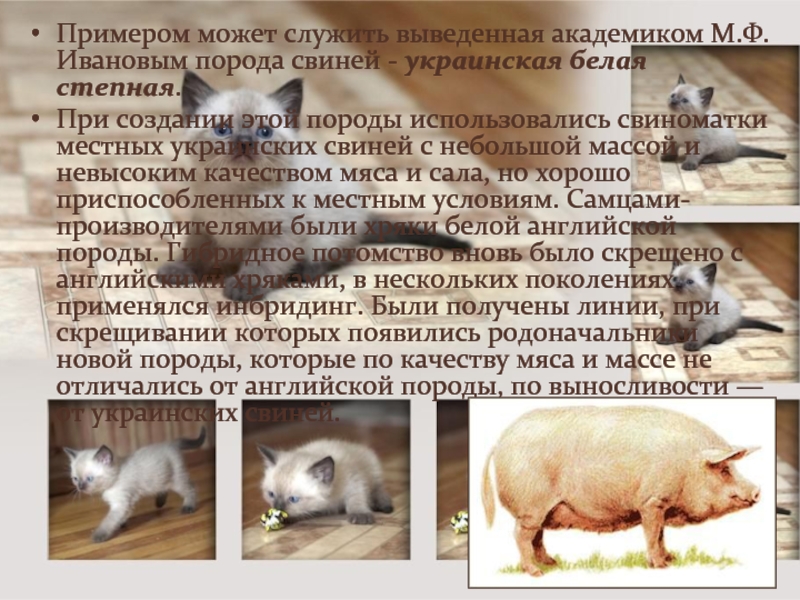Примером может служить выведенная академиком М.Ф. Ивановым порода свиней - украинская белая