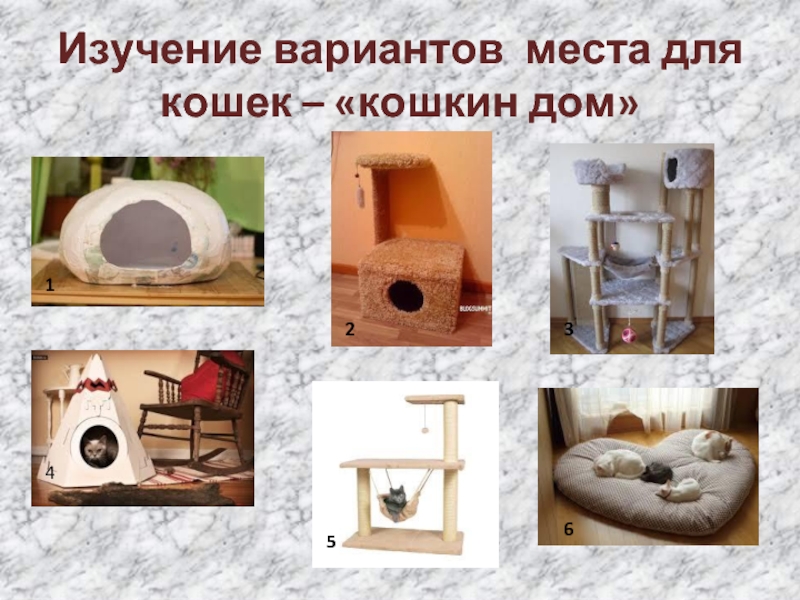 Изучение вариантов места для кошек – «кошкин дом»123456