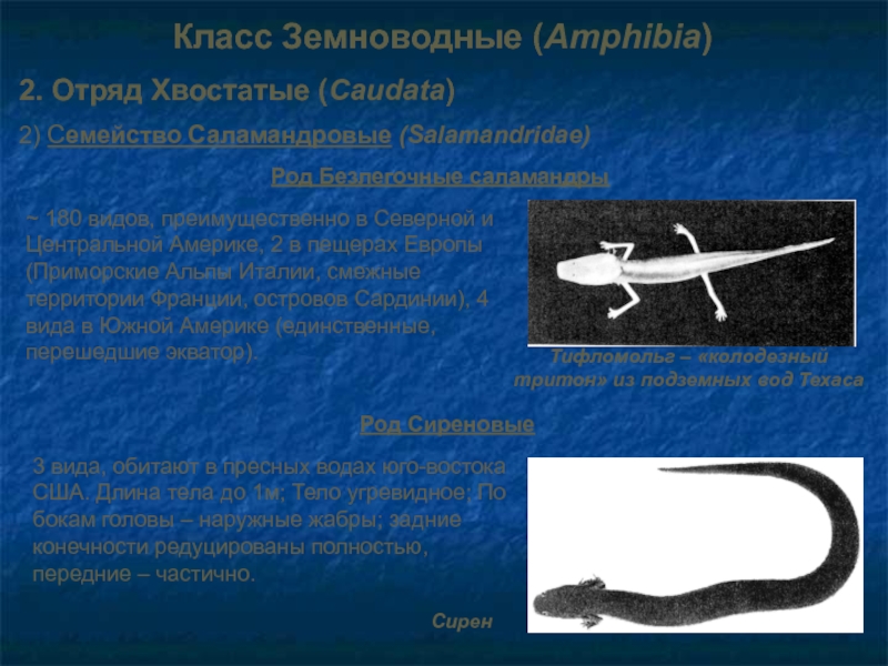 Класс Земноводные (Amphibia)2. Отряд Хвостатые (Caudata)2) Семейство Саламандровые (Salamandridae)Род Безлегочные саламандры~