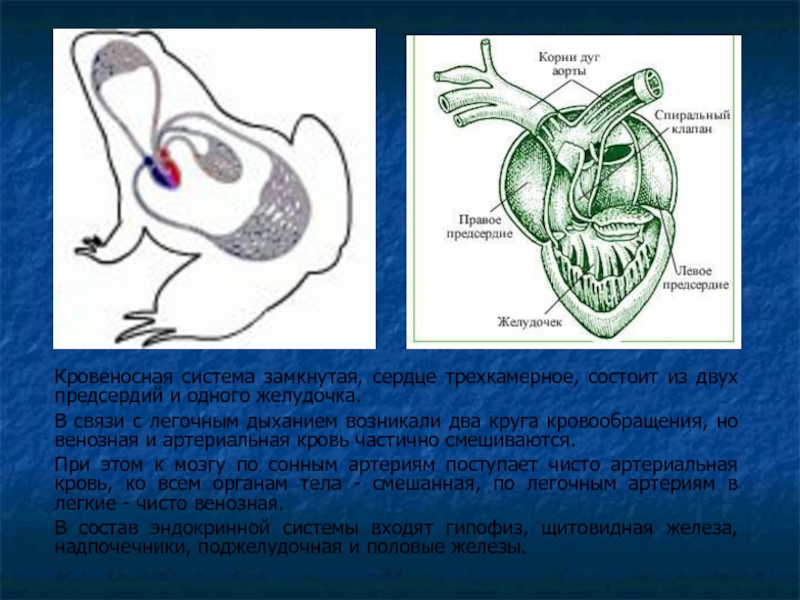 Кровеносная система замкнутая, сердце трехкамерное, состоит из двух предсердий и одного