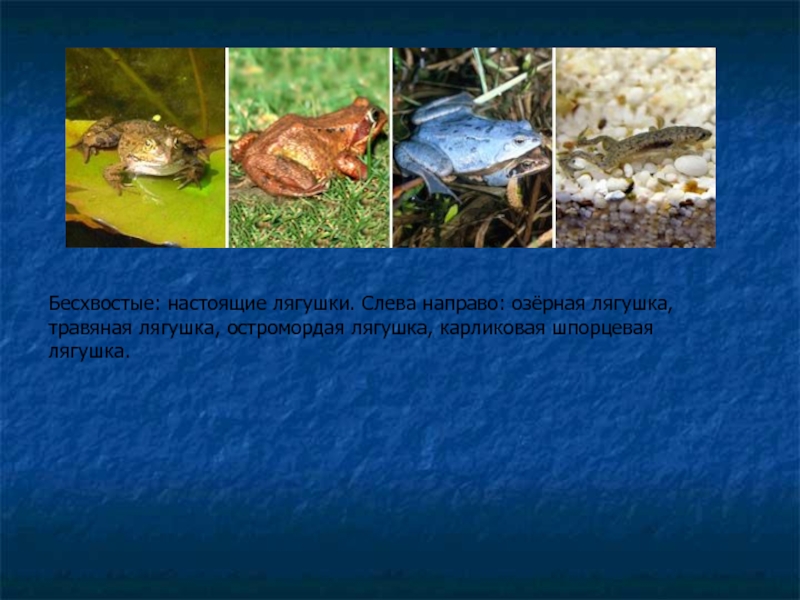 Бесхвостые: настоящие лягушки. Слева направо: озёрная лягушка, травяная лягушка, остромордая лягушка, карликовая шпорцевая лягушка.