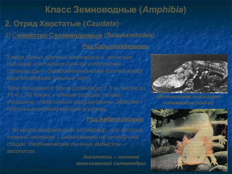 Класс Земноводные (Amphibia)2. Отряд Хвостатые (Caudata)2) Семейство Саламандровые (Salamandridae)Род Скрытожаберники3 вида