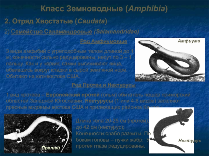 Класс Земноводные (Amphibia)2. Отряд Хвостатые (Caudata)2) Семейство Саламандровые (Salamandridae)Род Амфиумовые3 вида