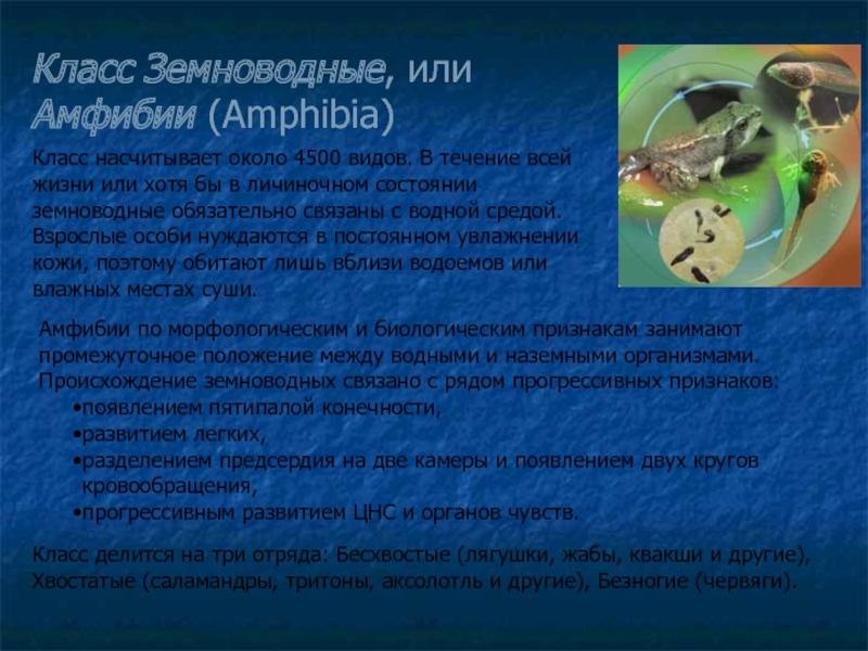 Класс Земноводные, или Амфибии (Amphibia)Амфибии по морфологическим и биологическим признакам занимают