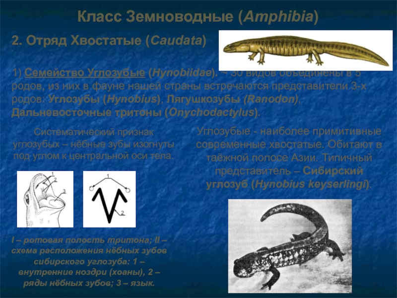 1) Семейство Углозубые (Hynobiidae). ~ 30 видов объединены в 5 родов,