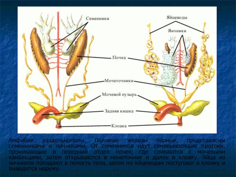 Амфибии раздельнополы. Половые железы парные, представлены семенниками и яичниками. От семенников