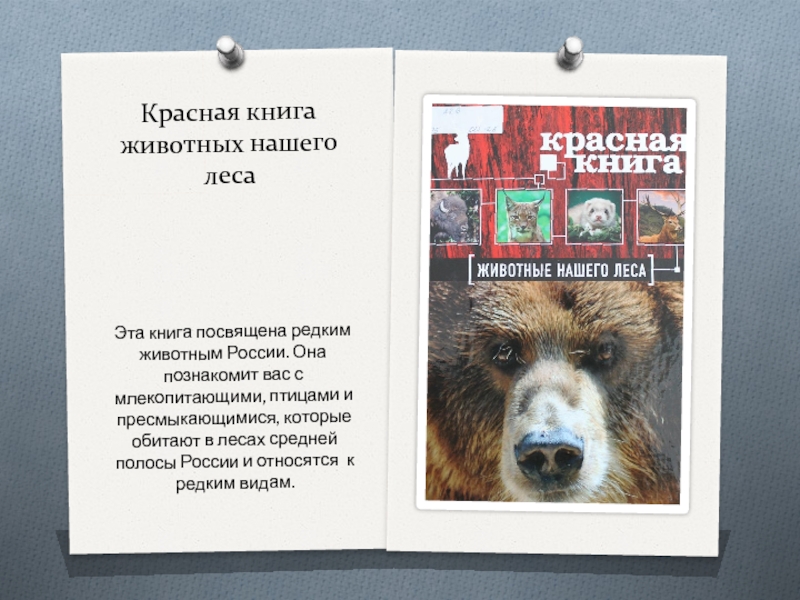 Красная книга животных нашего леса Эта книга посвящена редким животным России. Она
