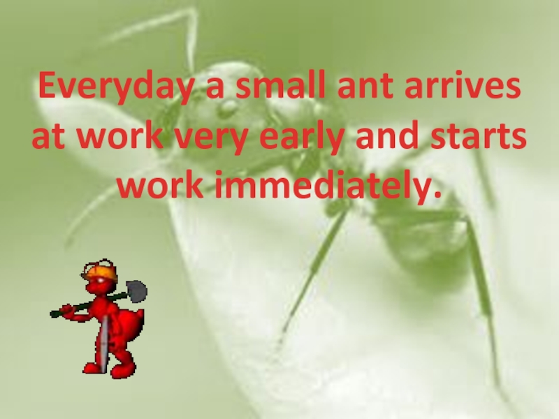 Everyday a small ant arrives at work very early and starts work immediately.