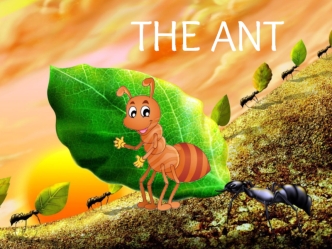 THE ANT
