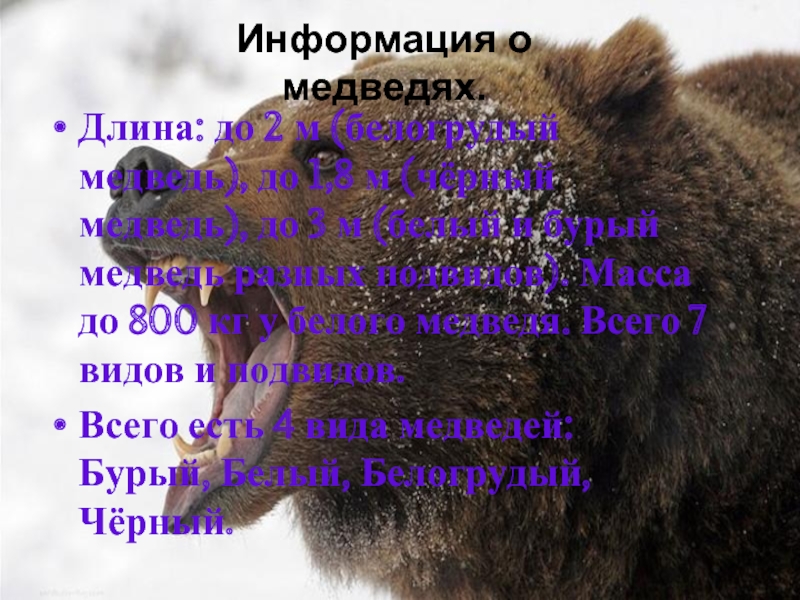 Информация о медведях. Длина: до 2 м (белогрудый медведь), до 1,8 м