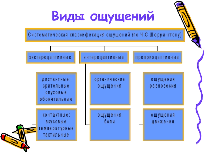 Виды ощущения человека. Виды ощущений. Классификация видов ощущений. Основные виды ощущений человека. Виды ощущений по Шеррингтону.