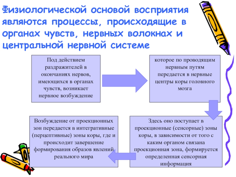 Сенсорная основа восприятий