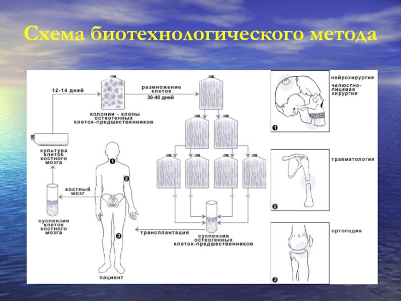 Клеточные технологии презентация