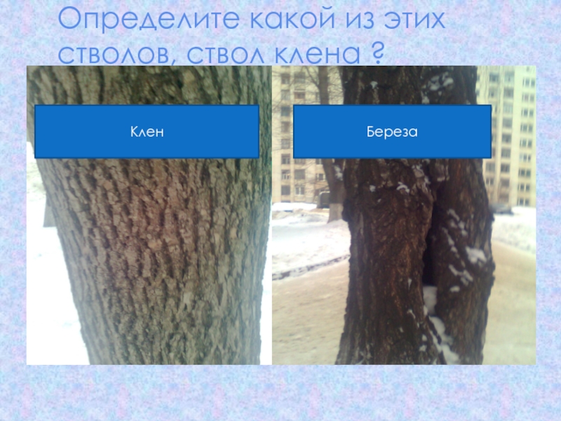 Как отличить зимний. Распознать дерево по коре. Определение дерева по коре. Определи дерево по коре. Как различить деревья по коре.