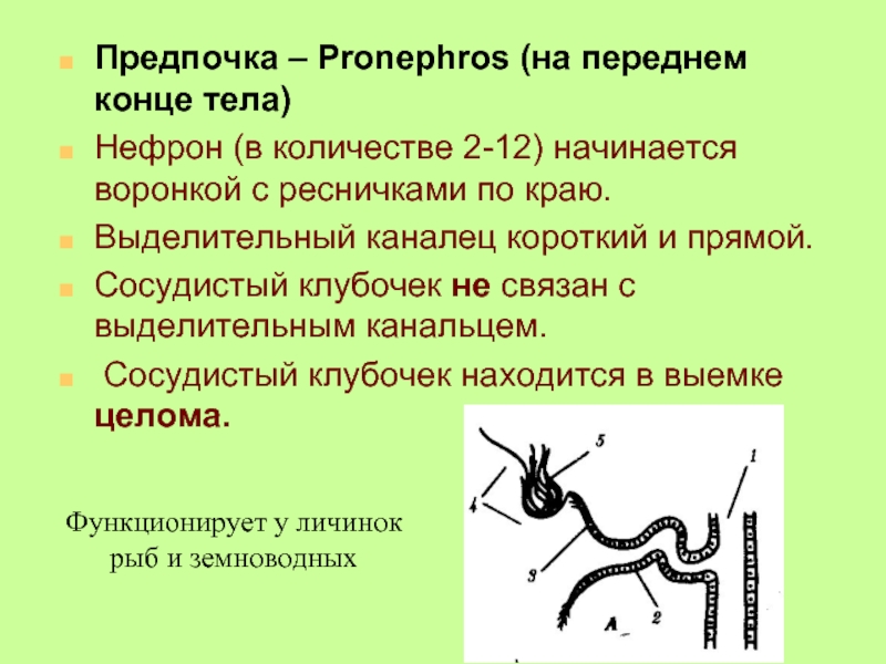 Предпочка – Pronephros (на переднем конце тела)Нефрон (в количестве 2-12) начинается