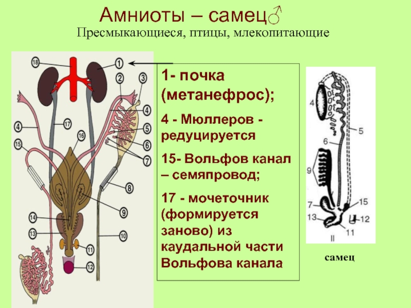 Амниоты – самец♂1- почка (метанефрос);4 - Мюллеров - редуцируется 15- Вольфов